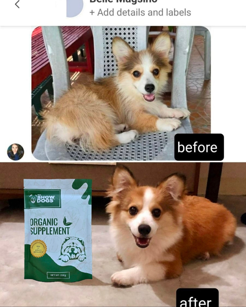 Mr.ShowDogs Moringa Herbal Shampoo