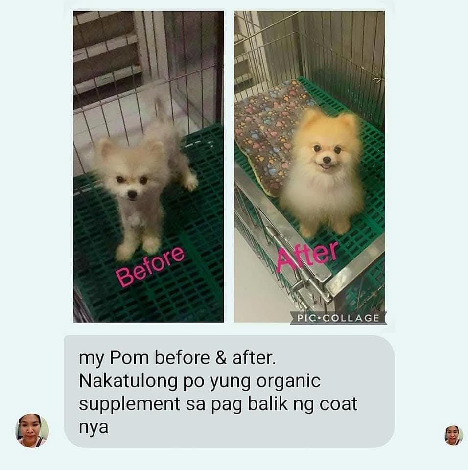Mr.ShowDogs Moringa Herbal Shampoo