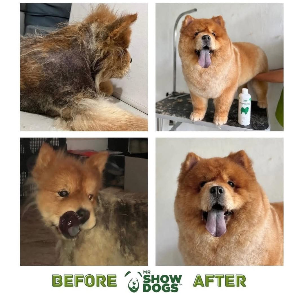 Mr.ShowDogs Moringa Herbal Shampoo